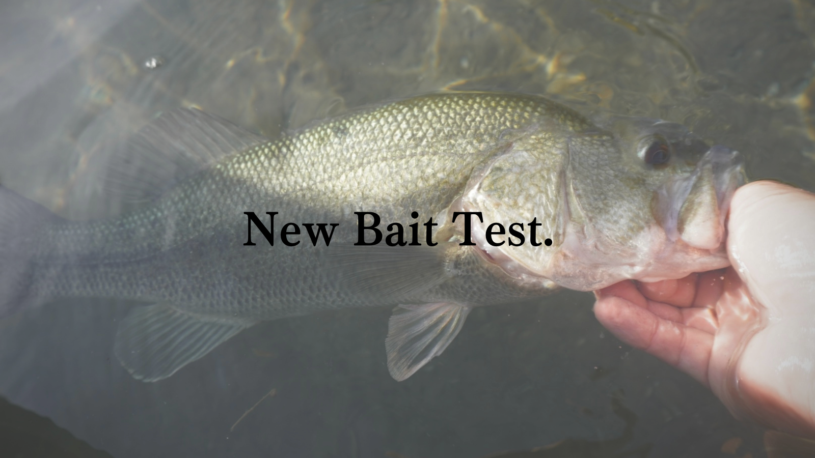 14 New Bait Test. | MONSTER BAIT DEVELOPMENT